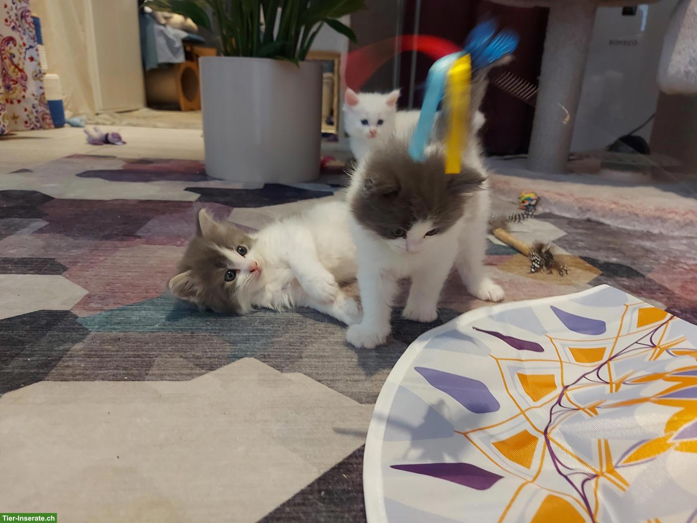 Bild 6: Süsse Main Coon x Ragdoll Kitten