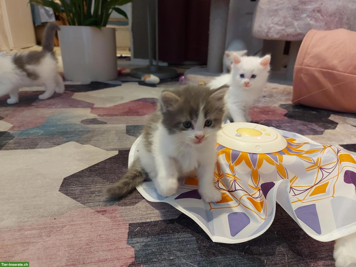 Bild 7: Süsse Main Coon x Ragdoll Kitten