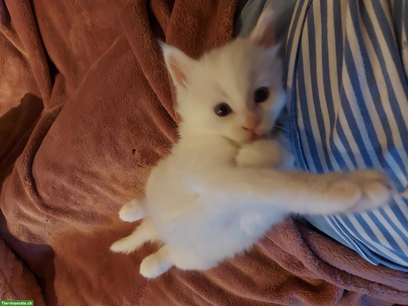 Bild 8: Süsse Main Coon x Ragdoll Kitten