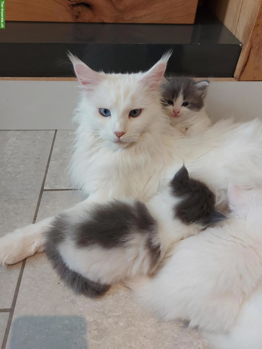 Bild 9: Süsse Main Coon x Ragdoll Kitten