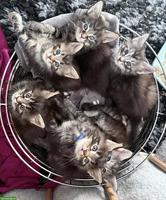 Maine Coon Mix Kitten suchen ein Zuhause