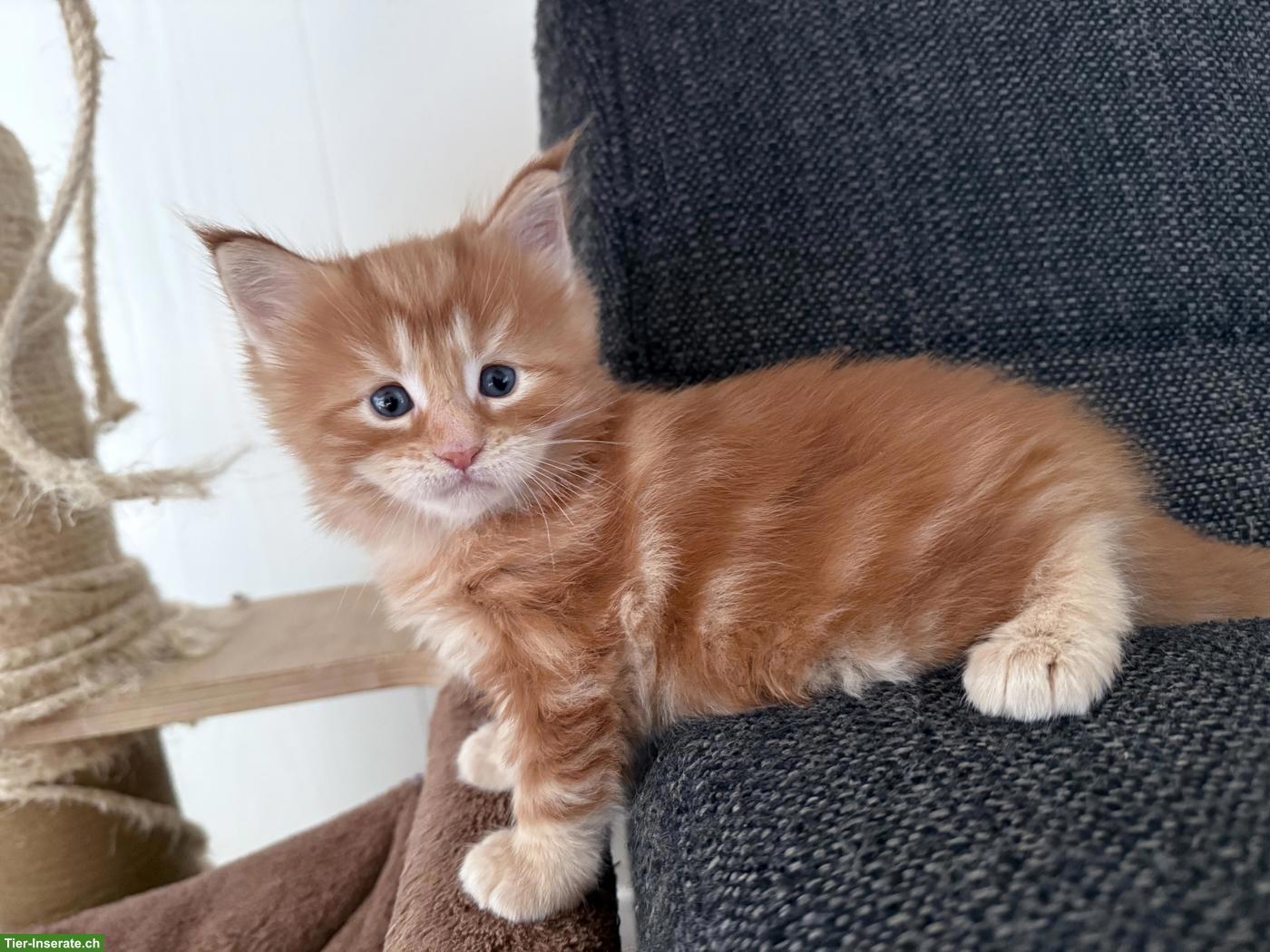 Bild 2: Maine Coon Mix Kitten suchen ein Zuhause