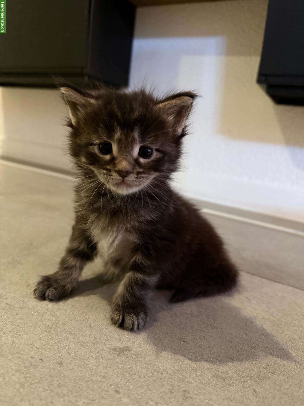 Bild 3: Maine Coon Mix Kitten suchen ein Zuhause