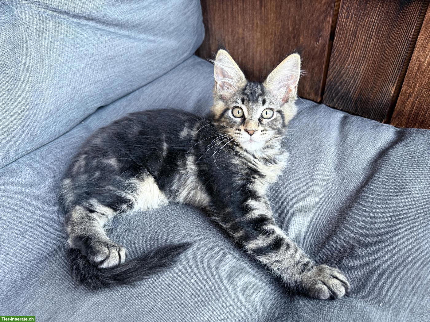 Bild 4: Maine Coon Mix Kitten suchen ein Zuhause