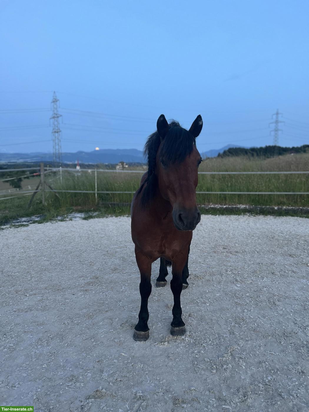 Pflege-/Reitbeteiligung in Mühlau (AG)