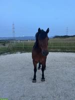 Pflege-/Reitbeteiligung in Mühlau (AG)