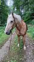 Lusitano Mix Wallach, Palomino