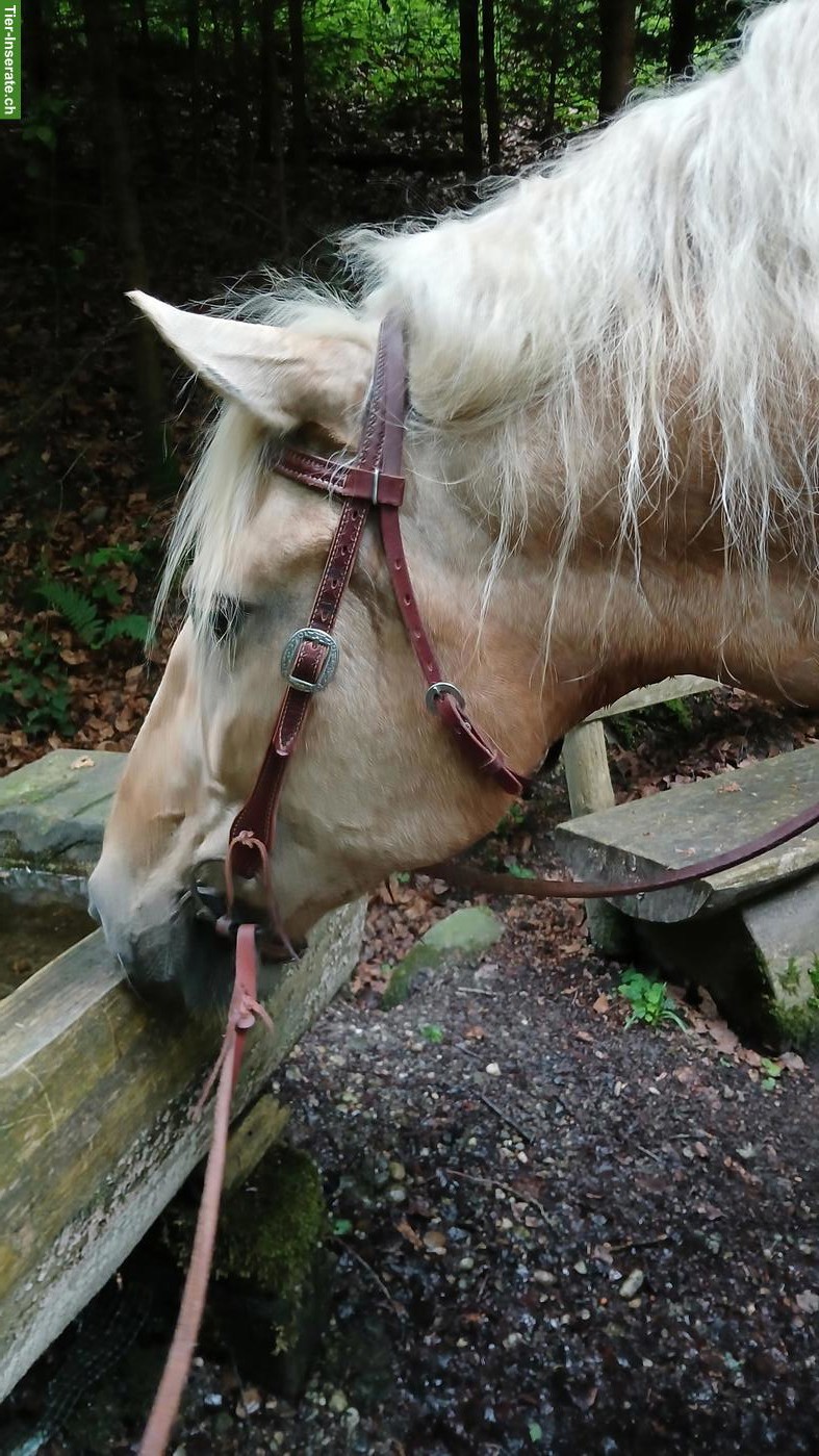 Bild 2: Lusitano Mix Wallach, Palomino