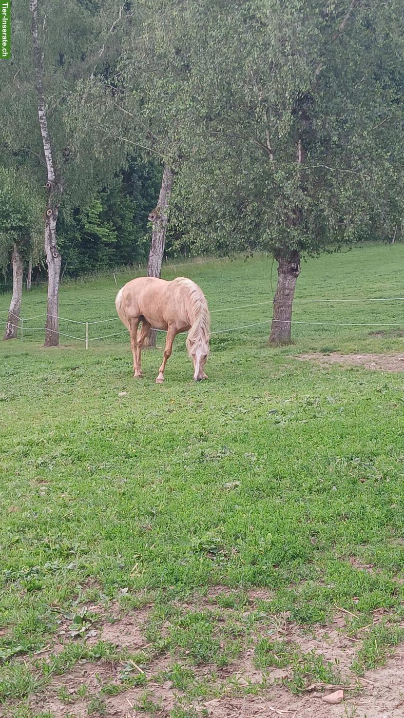 Bild 3: Lusitano Mix Wallach, Palomino