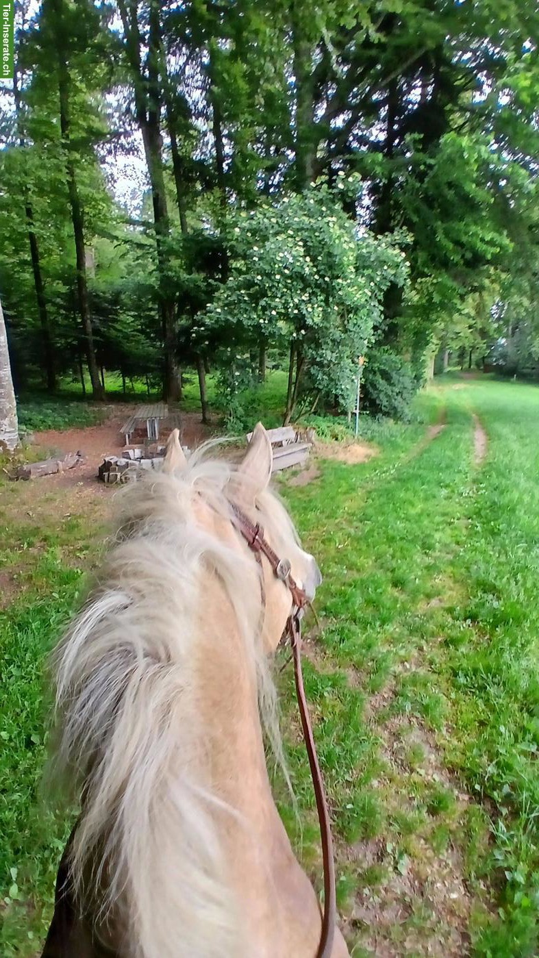 Bild 4: Lusitano Mix Wallach, Palomino