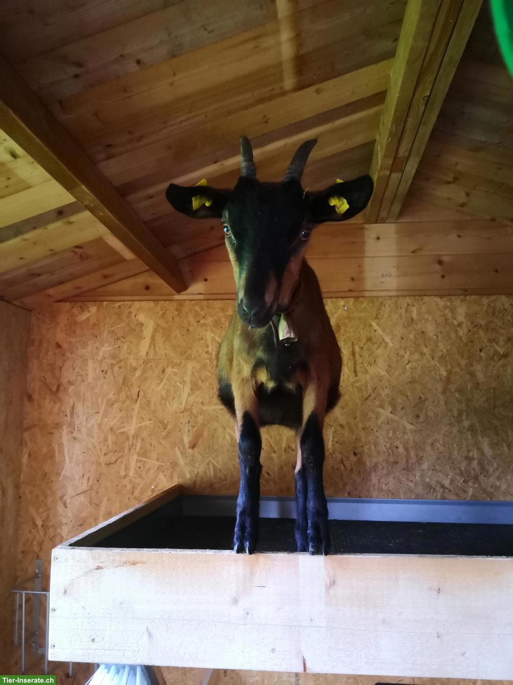 Milchziege, Gemsfarbige Gebirgsziege