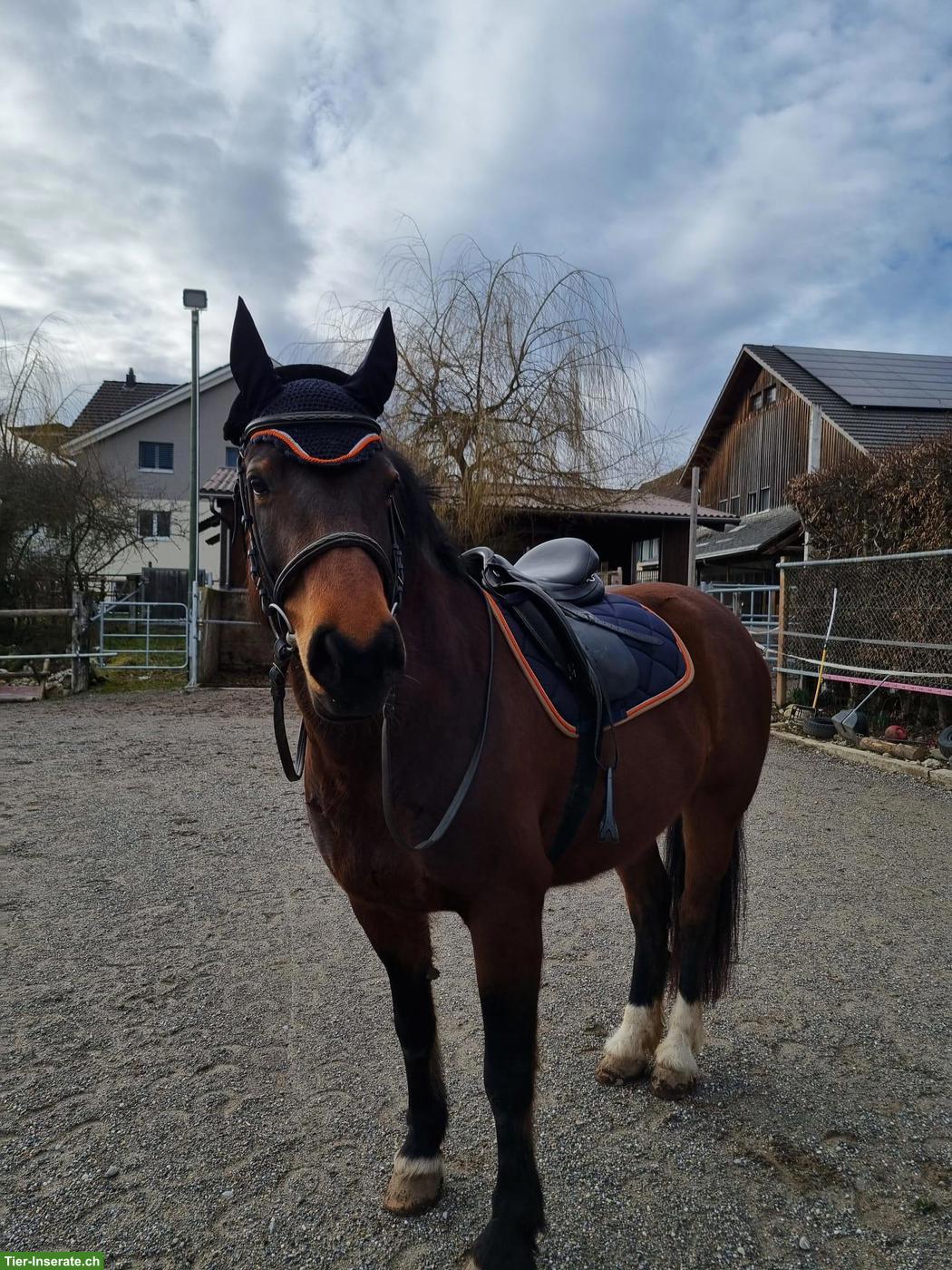Reitbeteiligung gesucht für Wiedereinsteigerin