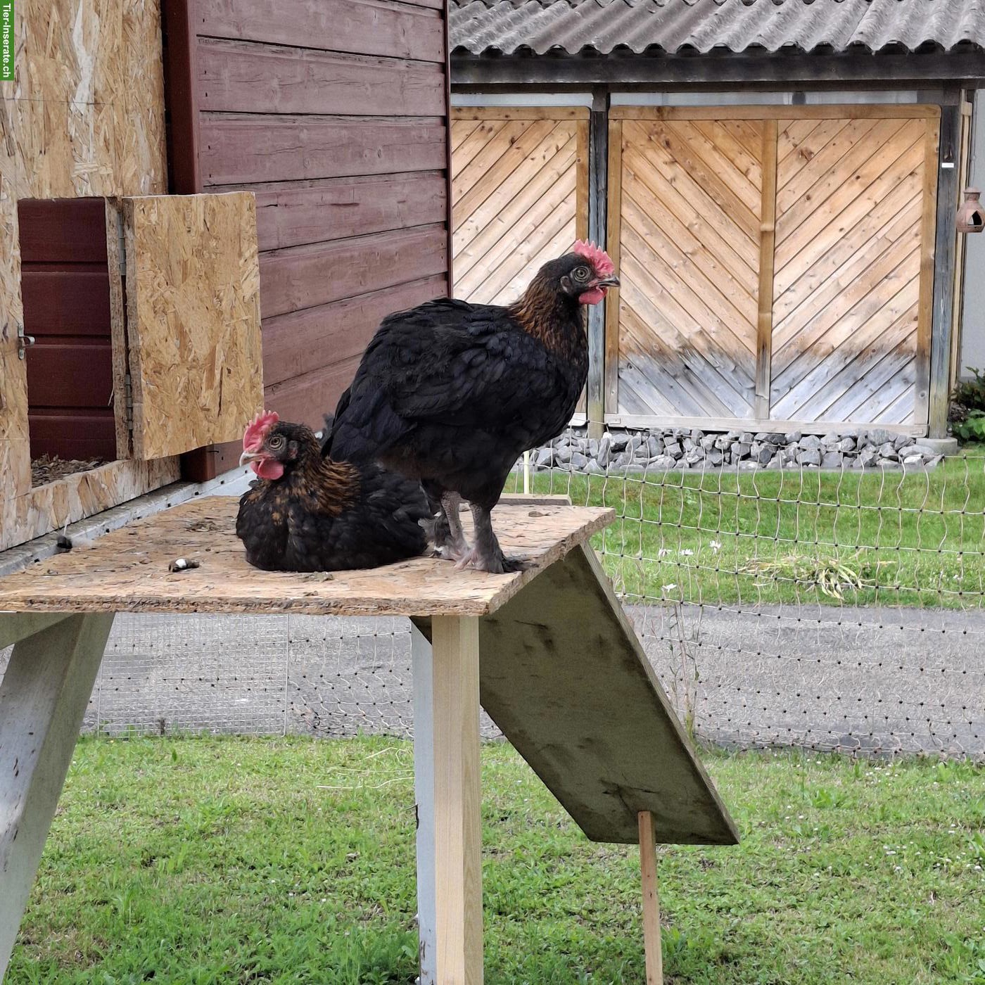 Marans Hähne Schwarz/Kupfer