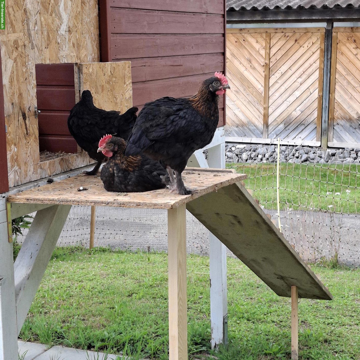 Bild 2: Marans Hähne Schwarz/Kupfer