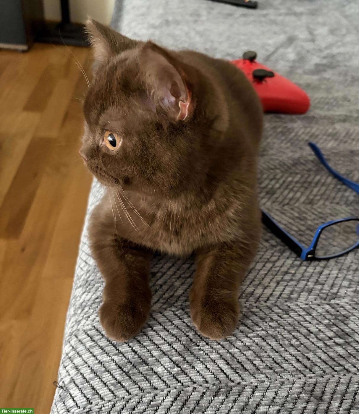 Bild 2: Süsses BKH-Kitten (Mädchen, Zimt) sucht neues Zuhause