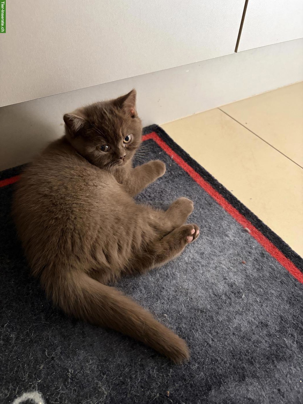 Bild 3: Süsses BKH-Kitten (Mädchen, Zimt) sucht neues Zuhause