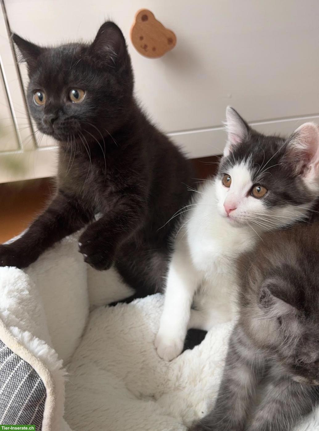 Süsse BKH Mix Kitten