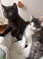 Süsse BKH Mix Kitten