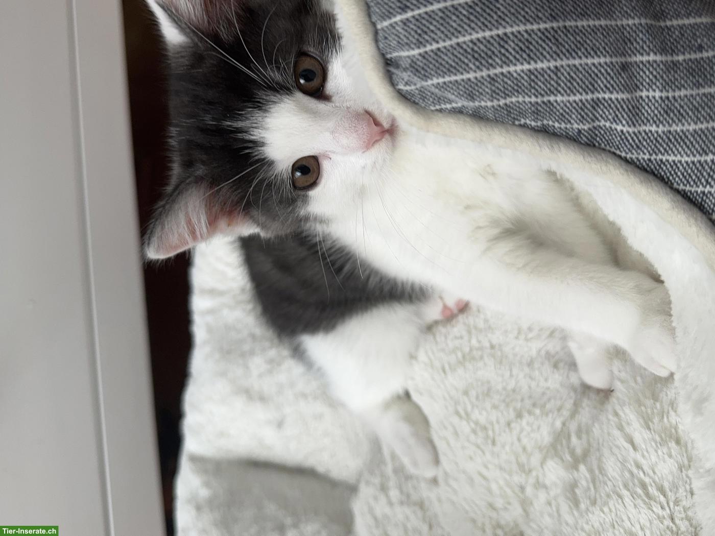 Bild 2: Süsse BKH Mix Kitten