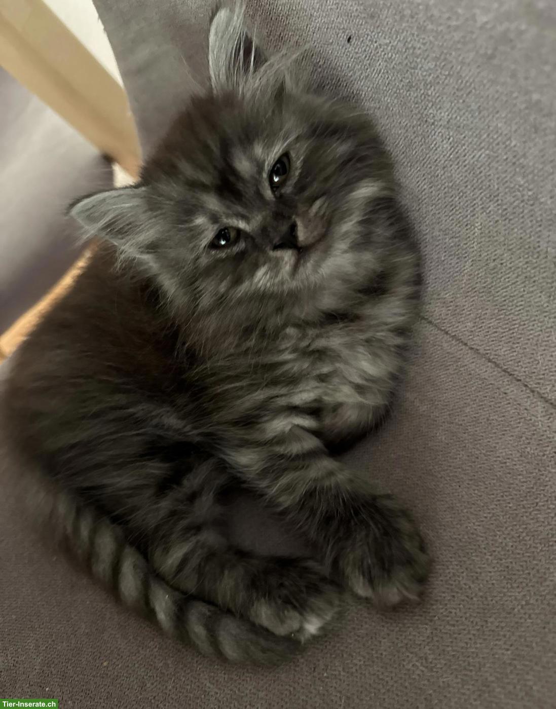 Bild 3: Süsse BKH Mix Kitten