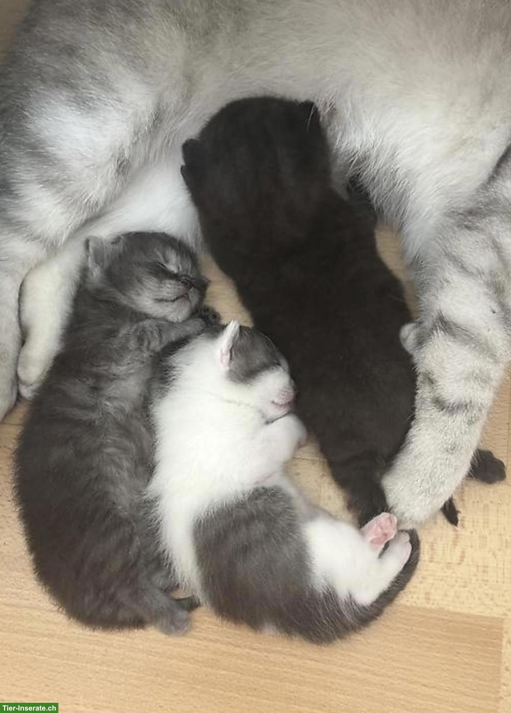 Bild 4: Süsse BKH Mix Kitten