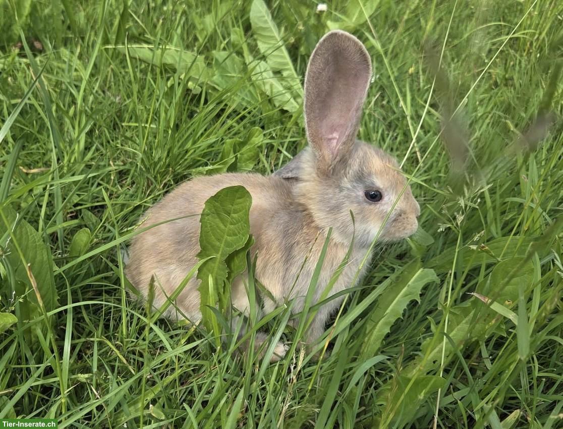 Bild 2: Junge Kaninchen zu verkaufen