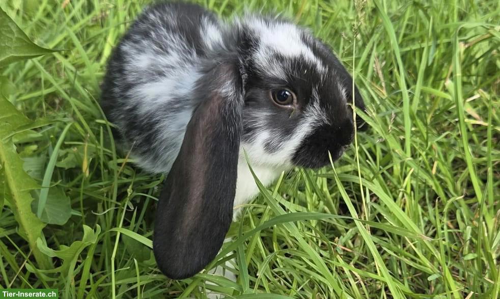 Bild 3: Junge Kaninchen zu verkaufen