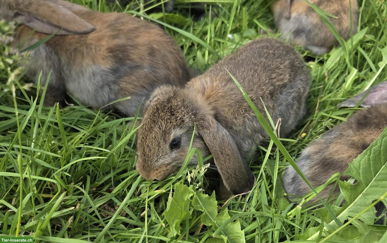 Bild 4: Junge Kaninchen zu verkaufen