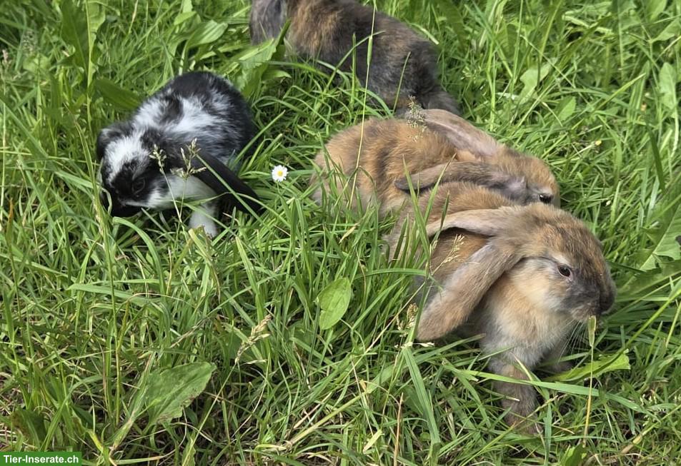 Bild 5: Junge Kaninchen zu verkaufen