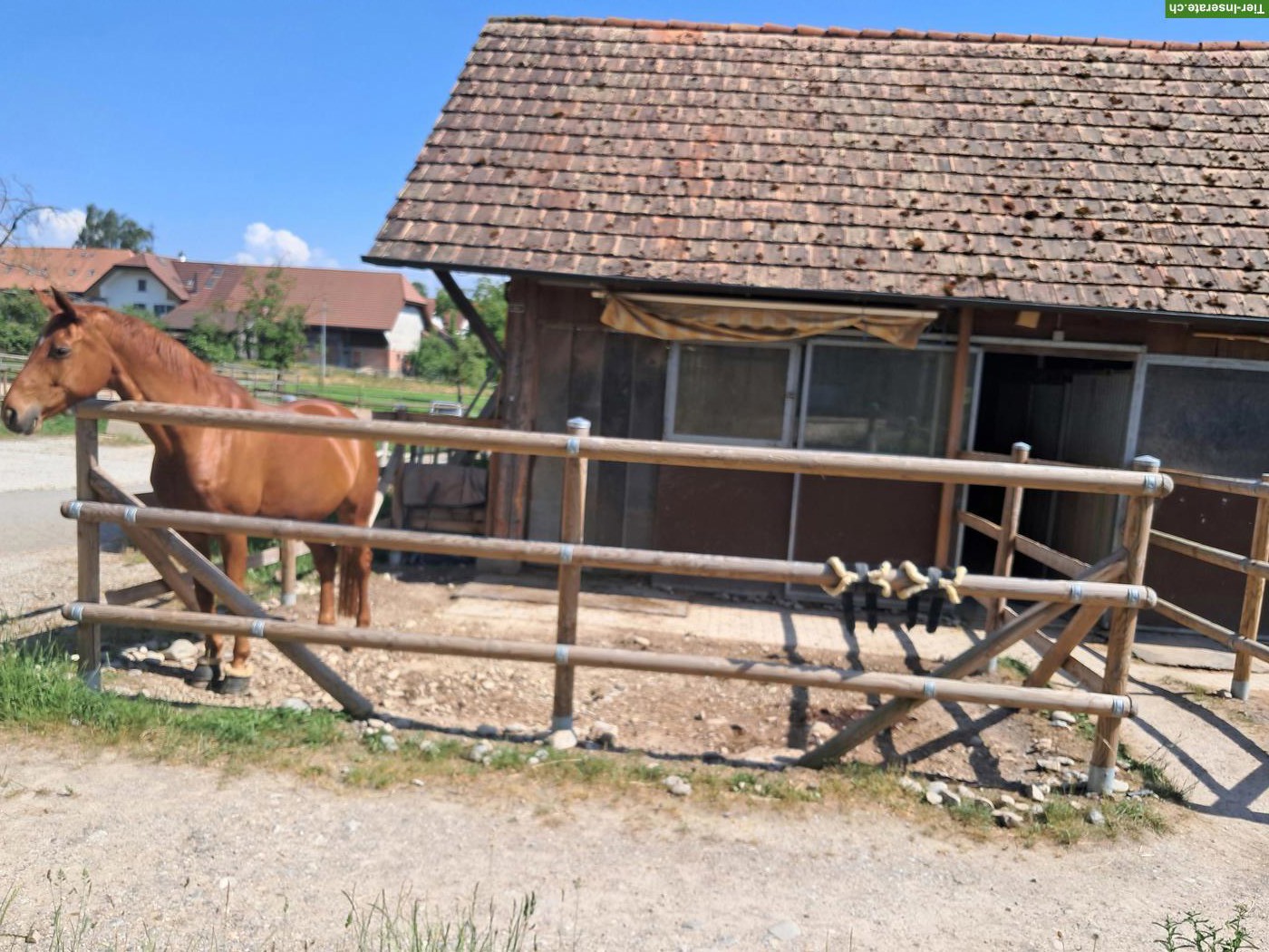 Bild 10: Horsepoint Western Riding Ranch neu in Salvenach