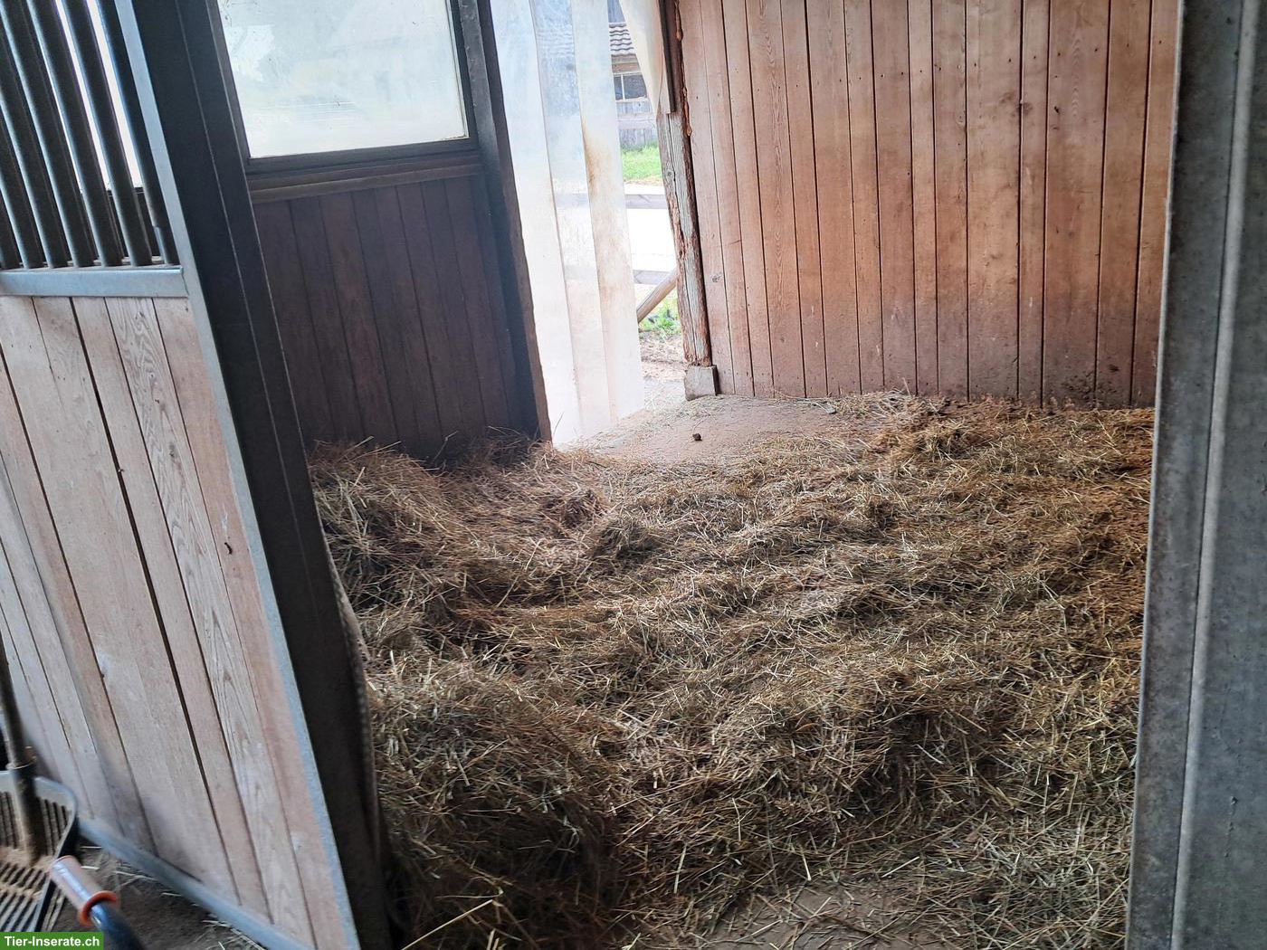Bild 5: Horsepoint Western Riding Ranch neu in Salvenach