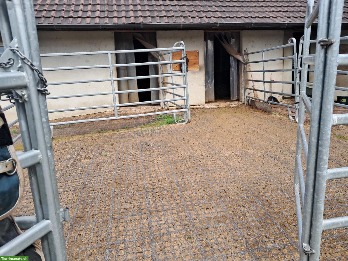 Bild 7: Horsepoint Western Riding Ranch neu in Salvenach