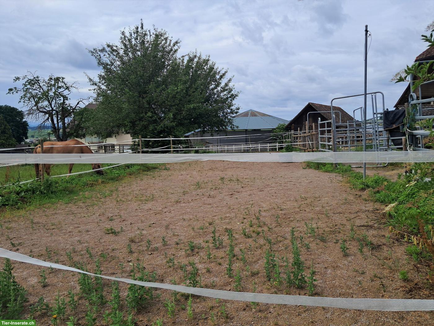 Bild 8: Horsepoint Western Riding Ranch neu in Salvenach