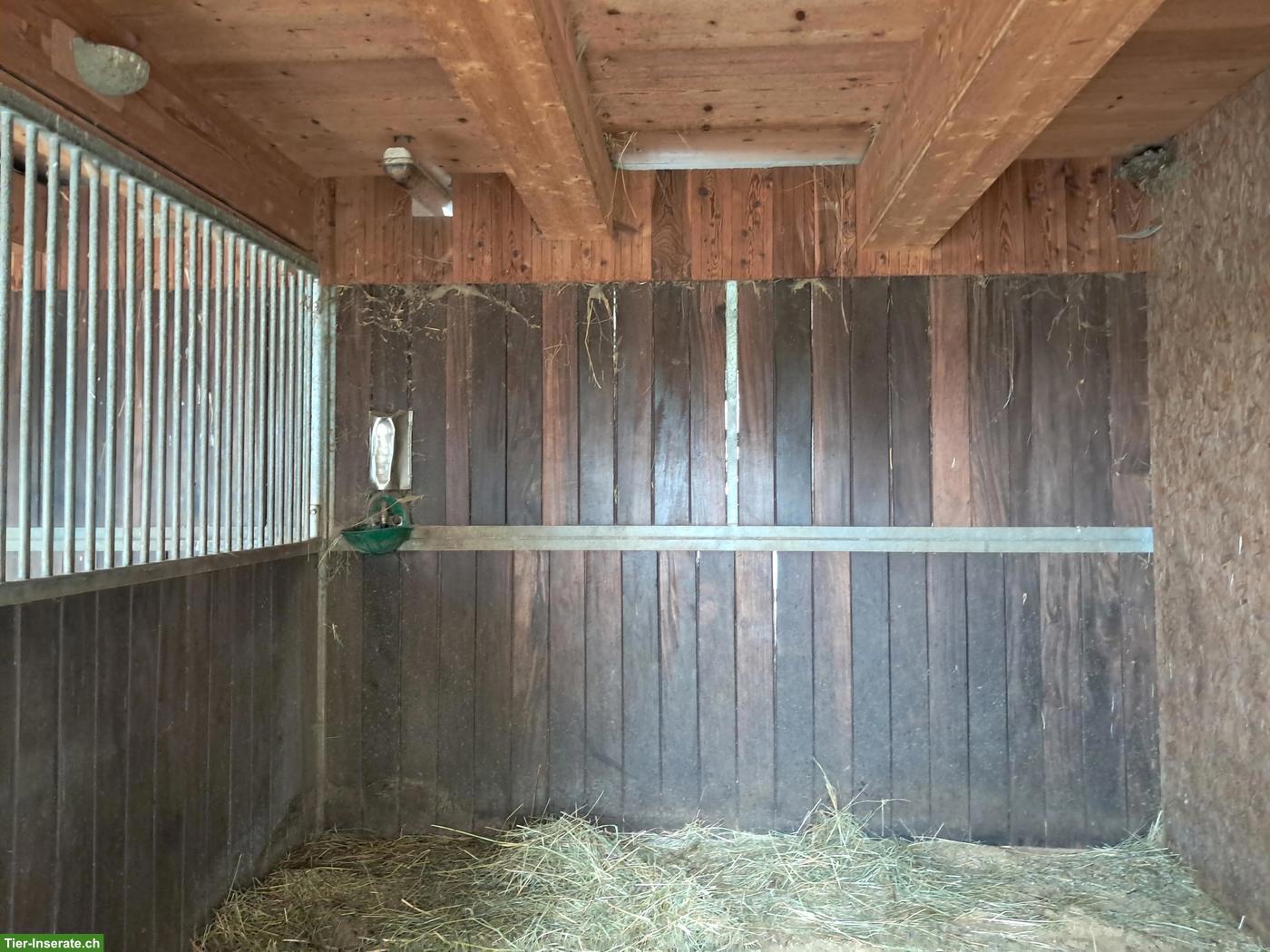 Bild 9: Horsepoint Western Riding Ranch neu in Salvenach