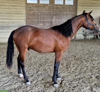 Junger Quarter Horse Wallach