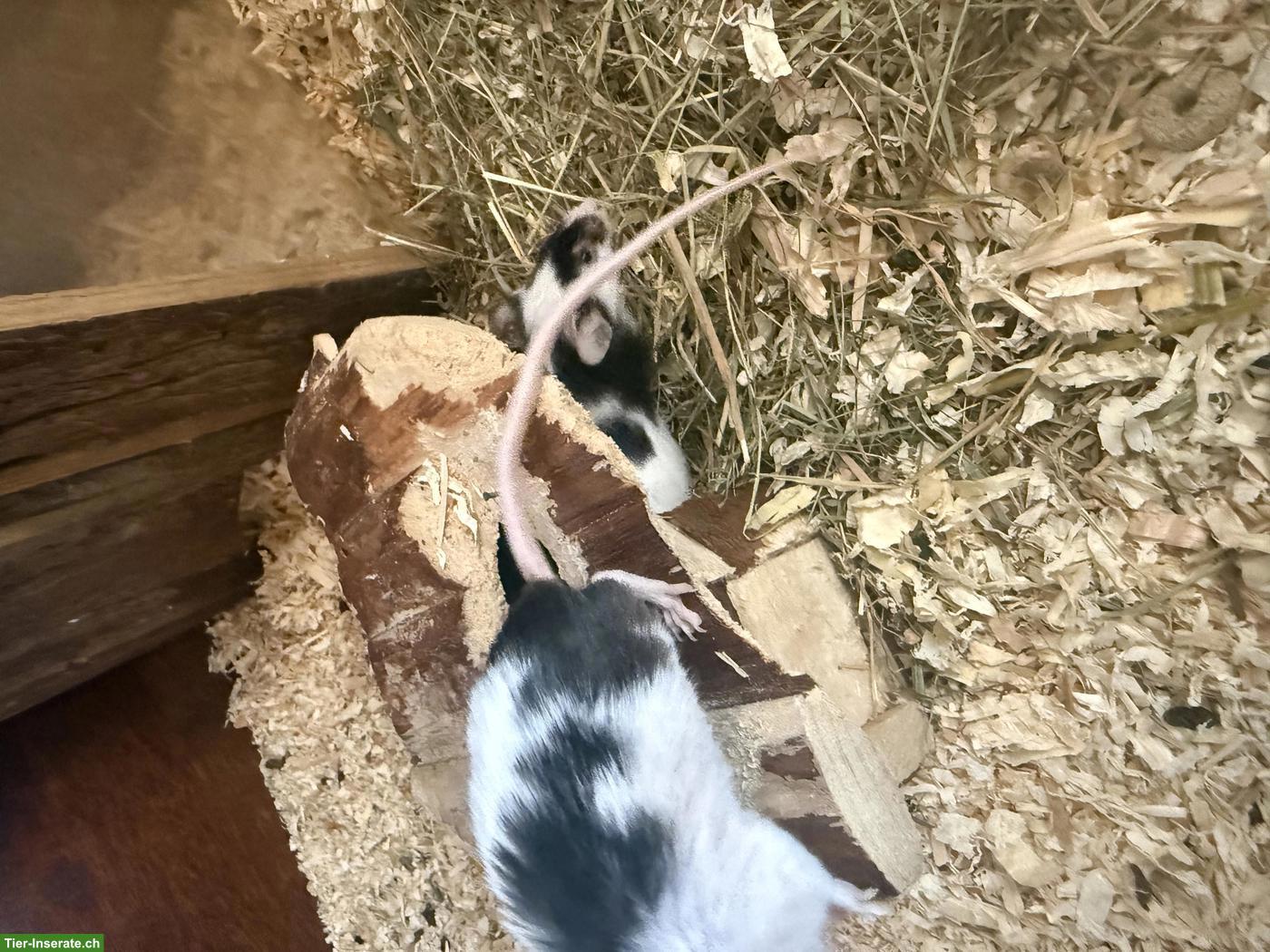 Bild 4: Farbmäuse mit Gehege abzugeben