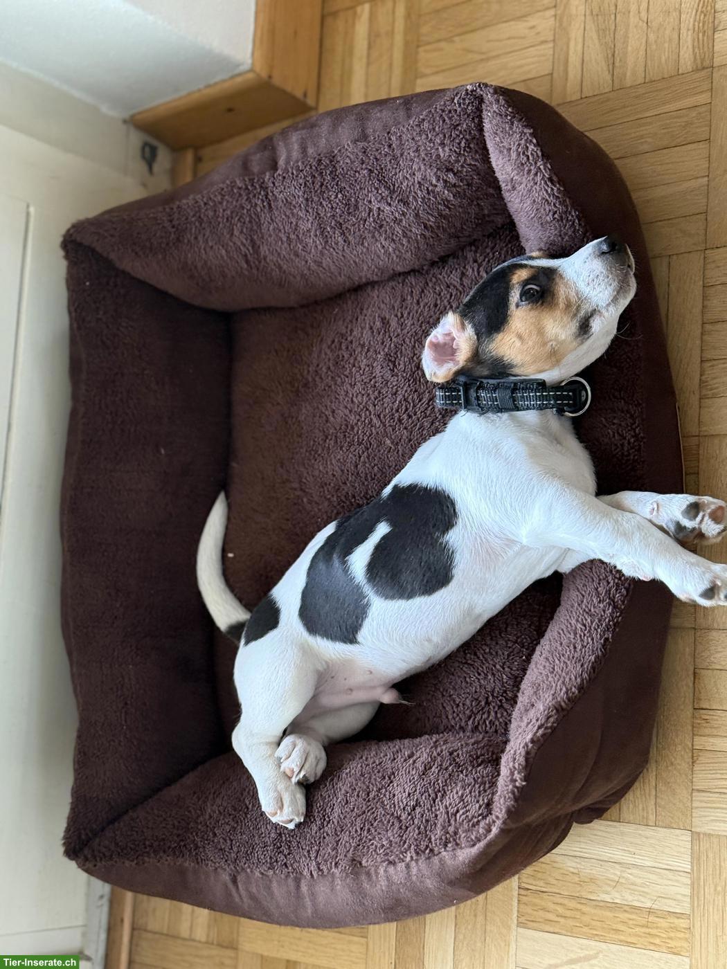 Jack Russell Terrier Welpe, Rüde, sehr verschmust