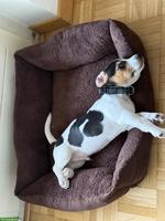 Jack Russell Terrier Welpe, Rüde, sehr verschmust