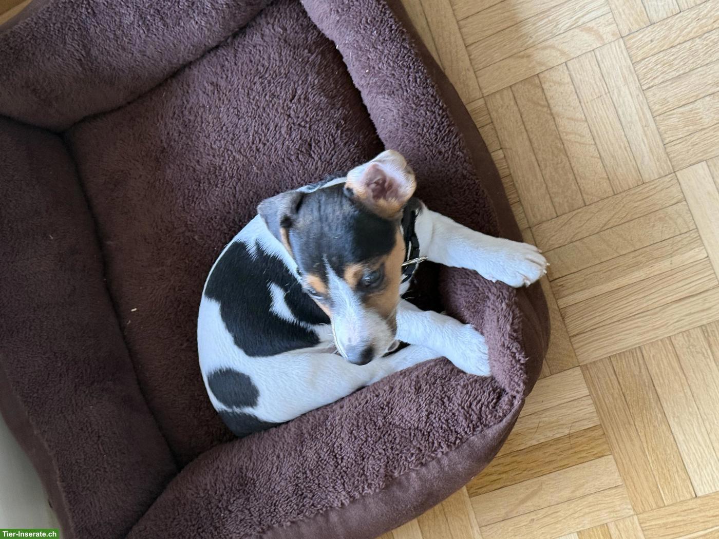 Bild 2: Jack Russell Terrier Welpe, Rüde, sehr verschmust