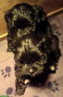 Maltipoo Welpen, Malteser x Pudel