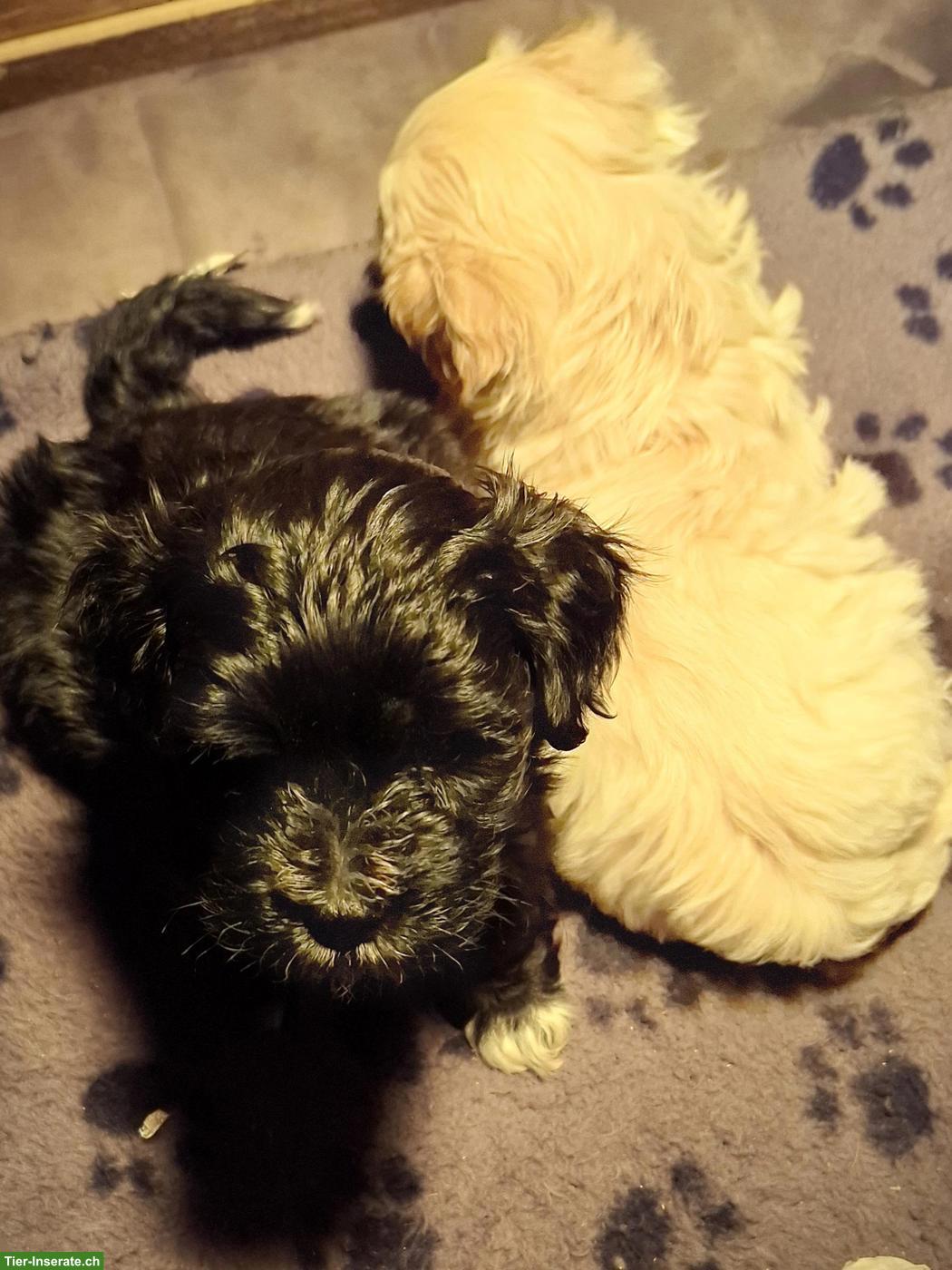 Bild 2: Maltipoo Welpen, Malteser x Pudel