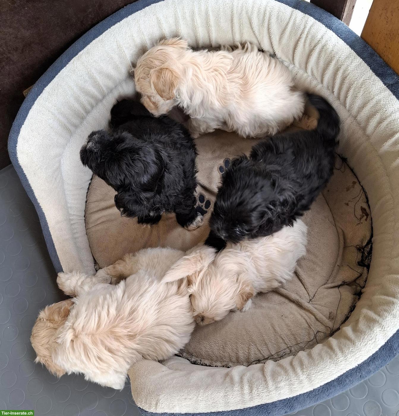 Bild 3: Maltipoo Welpen, Malteser x Pudel
