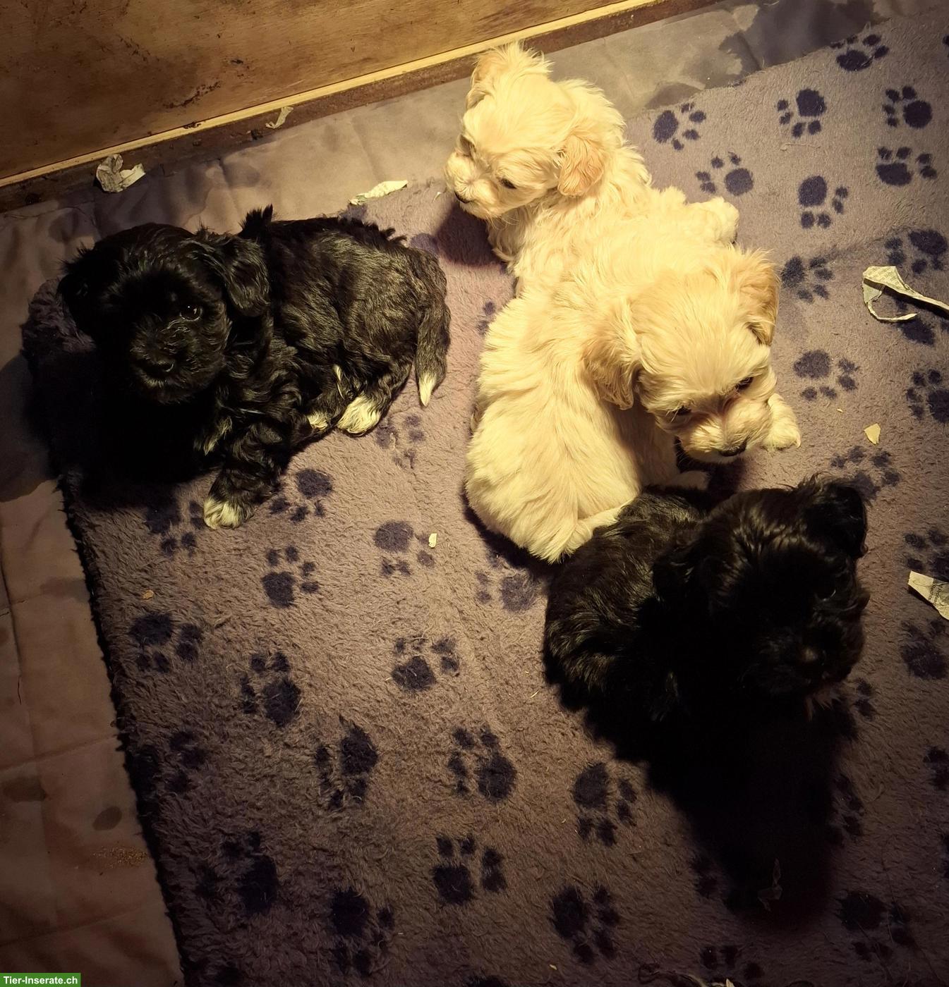 Bild 4: Maltipoo Welpen, Malteser x Pudel