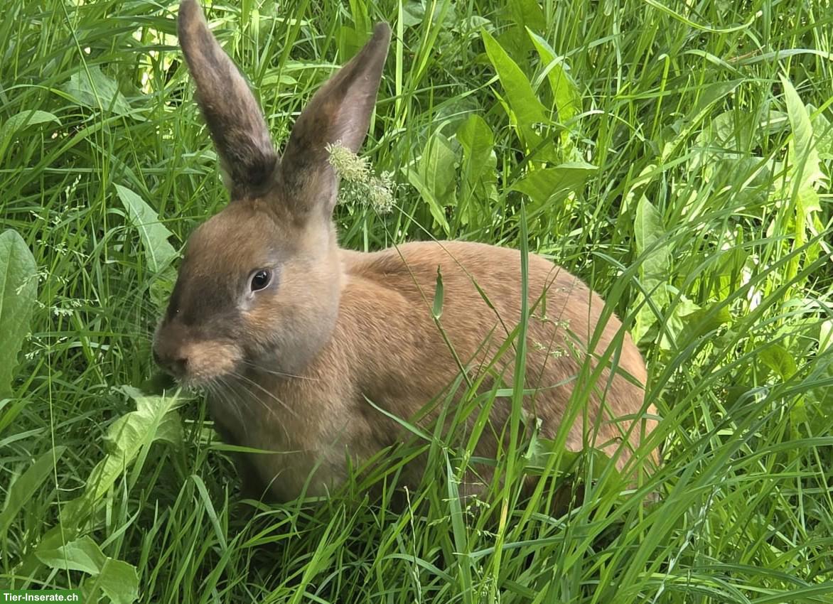 Kaninchen-Zippe zu verkaufen