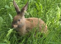 Kaninchen-Zippe zu verkaufen