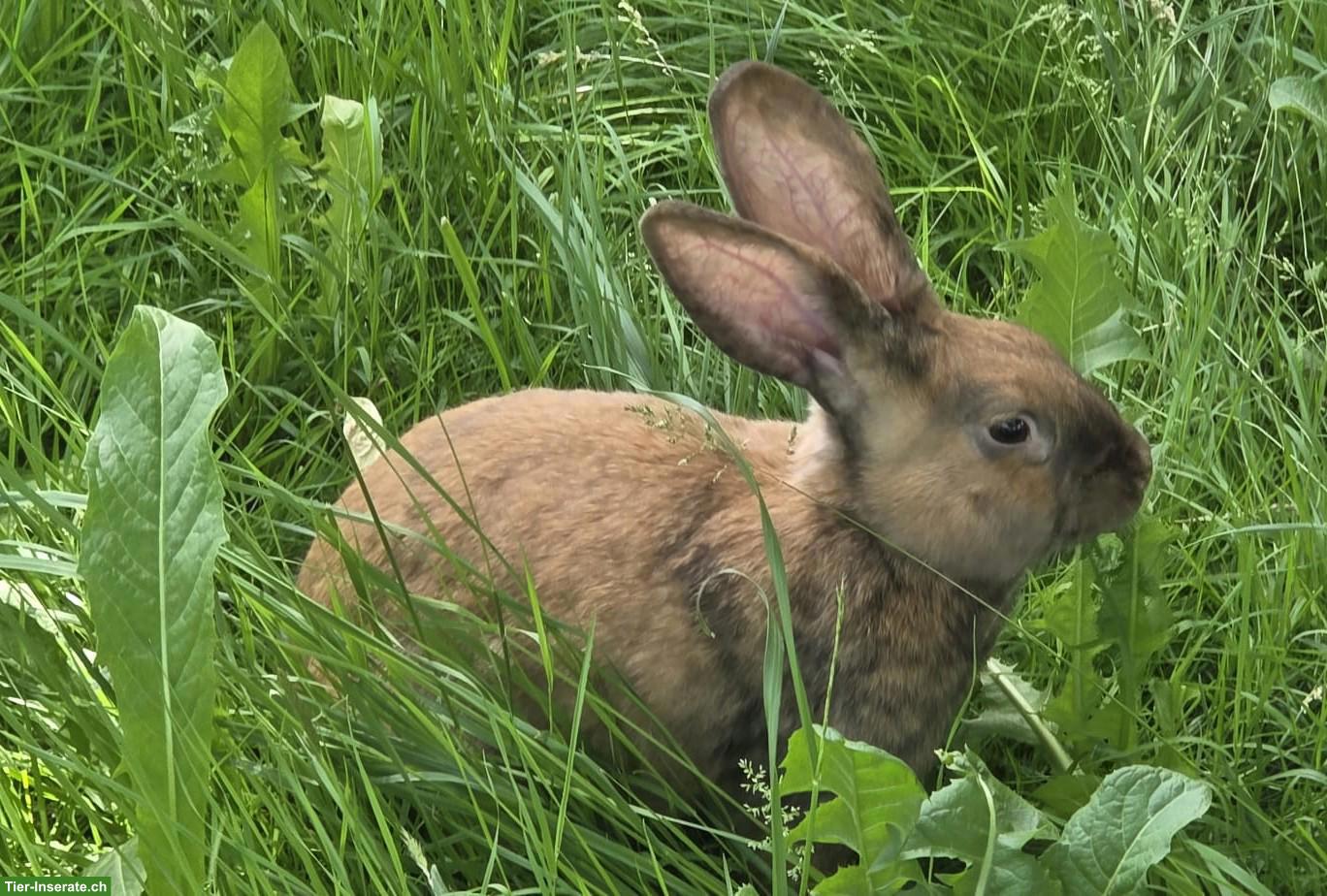 Bild 2: Kaninchen-Zippe zu verkaufen