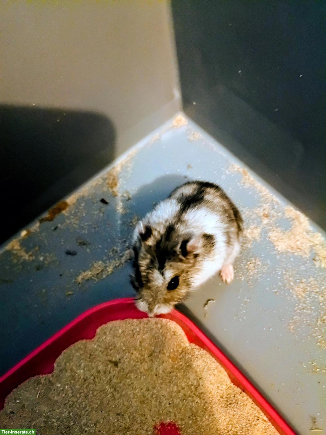 Speedy's 🐹 Zwerghamster mit Terrarium zu verschenken