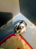 Speedy's 🐹 Zwerghamster mit Terrarium zu verschenken