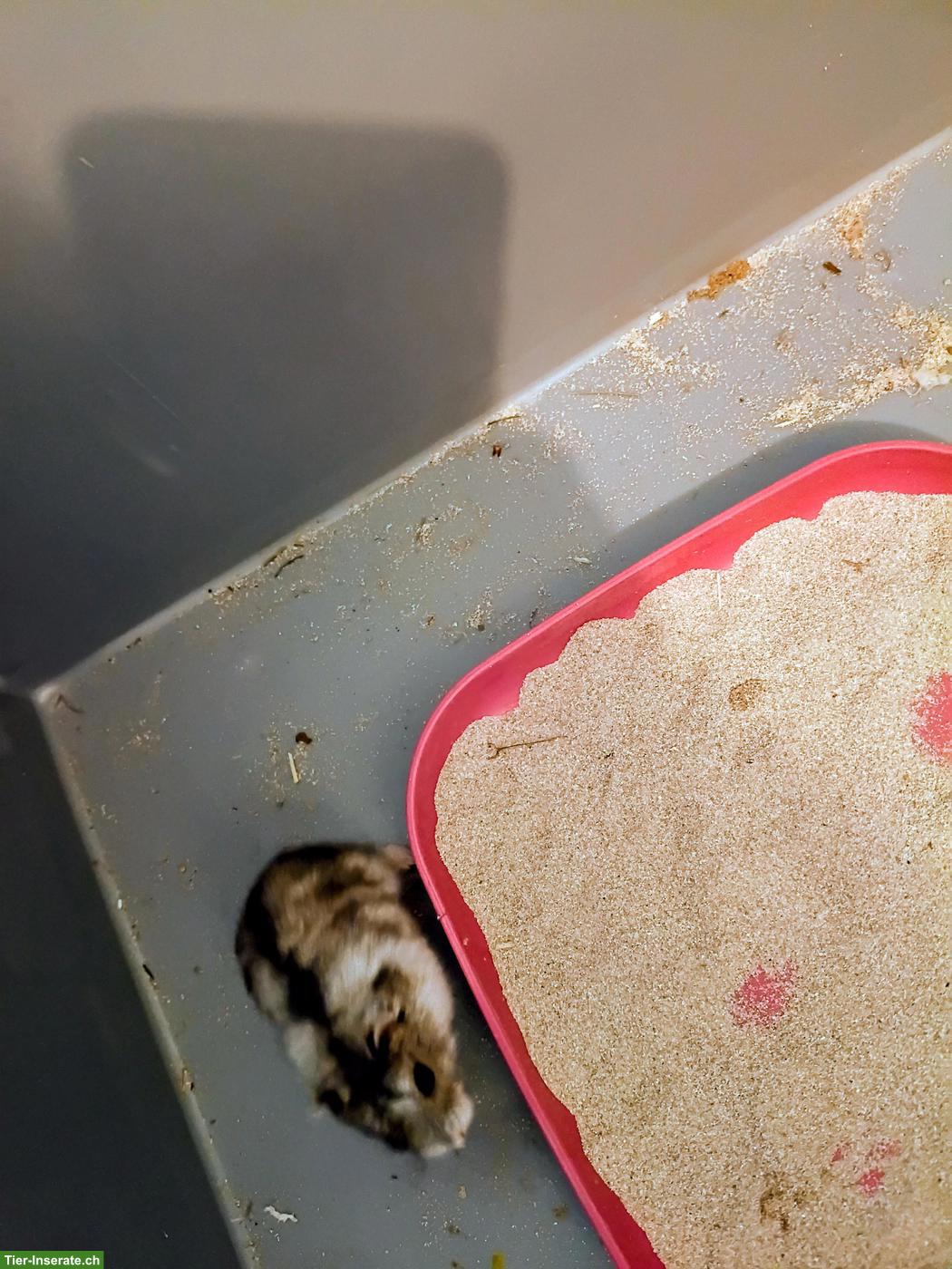 Bild 2: Speedy's 🐹 Zwerghamster mit Terrarium zu verschenken