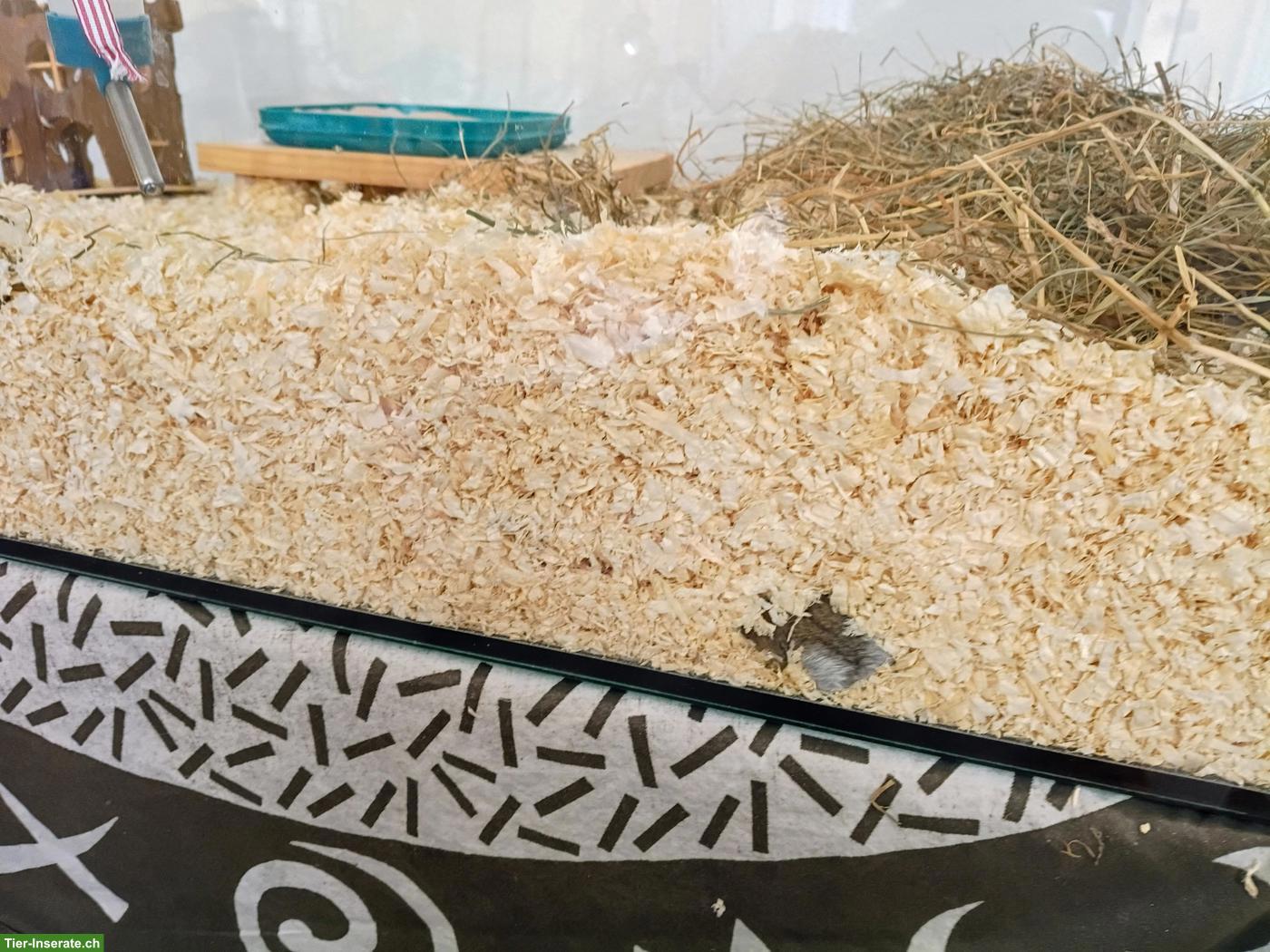 Bild 3: Speedy's 🐹 Zwerghamster mit Terrarium zu verschenken